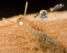 Subterranean Termite