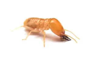 termite exterminator