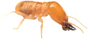 Termite